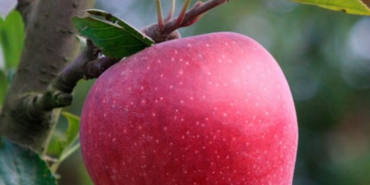 Có nên ăn quá nhiều táo trong ngày hay không?