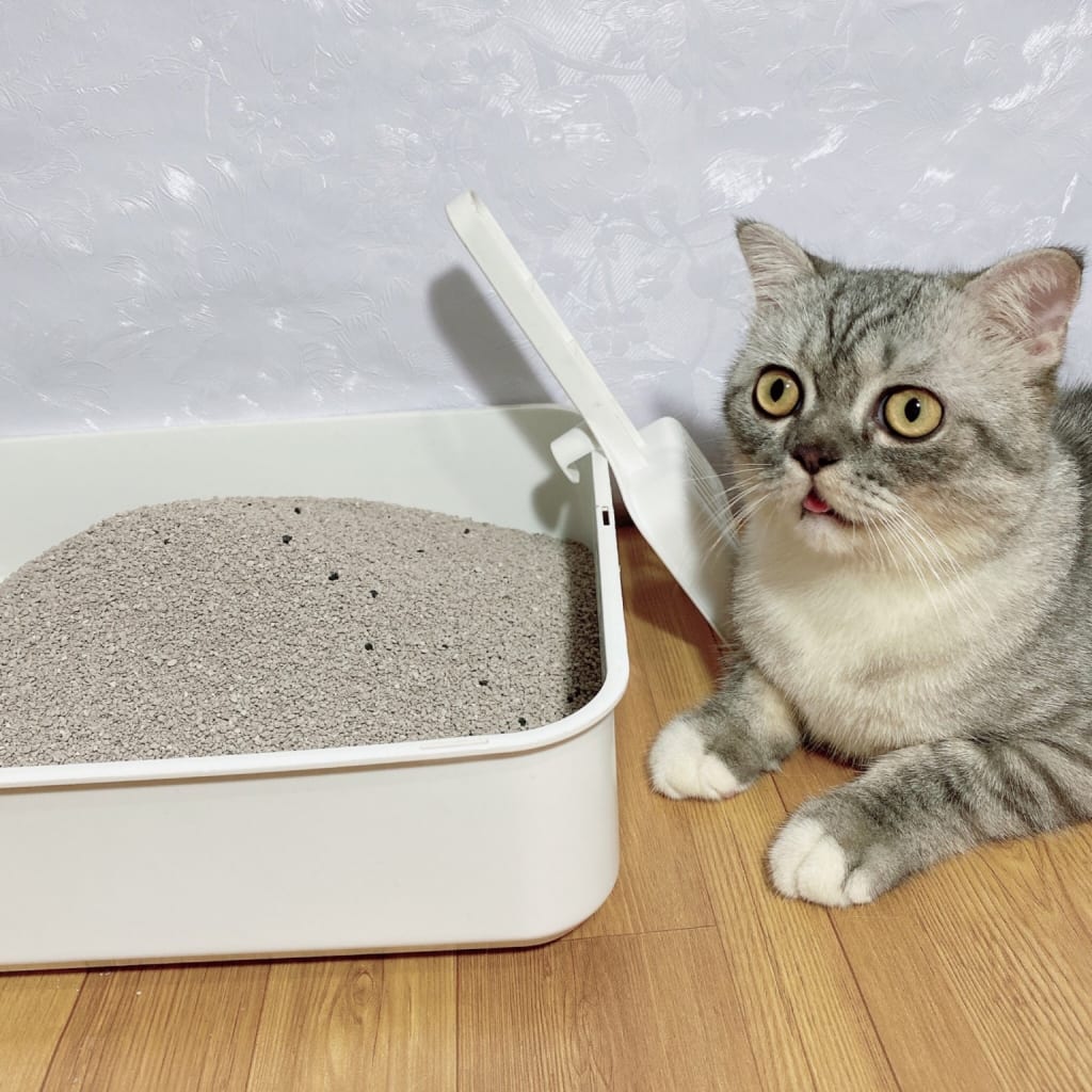 cát vệ sinh cho mèo giúp giảm mùi